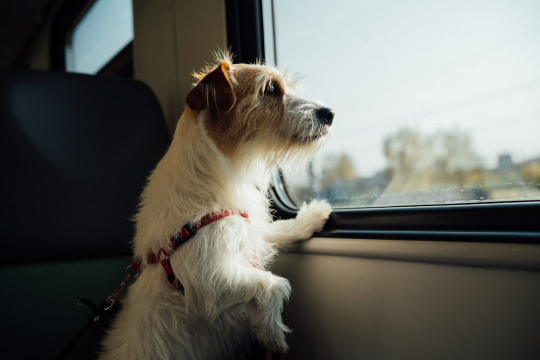 Best Pet Travel Carriers: Safety, Comfort, and Tips for Stress-Free Journeys